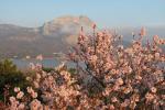 Весенний Крым цветение миндаля. Тур с кешбеком